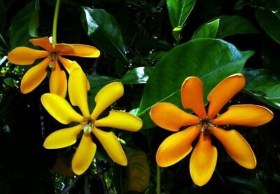 Arany gardénia - Különleges évelők az Egzotikus Növények Stúdiója kínálatából
